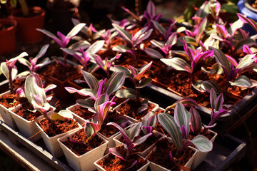 Naklejka na ściany i meble Purple color leaves in flower pots