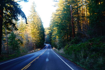 road in the forest