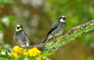 Acorn Woodpecker (Melanerpes formicivorus)