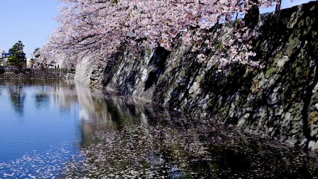 富山城城址公園　城壁と堀の水辺満開桜と流れる花びら