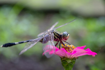 Macro shot of common dragonfly sitting on flower head