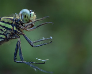 Face shot close up of common dragonfly on field