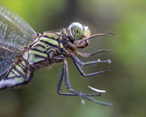 Face shot close up of common dragonfly on field