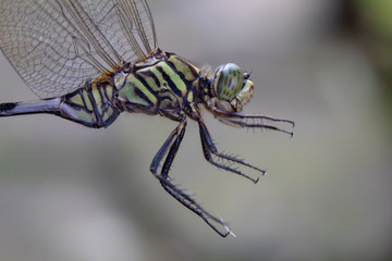 Face shot close up of common dragonfly on field