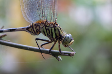 Close up of common dragonfly sitting on branches