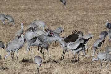 Sandhill Crane Bosque del Apache Wildlife Reserve New Mexico USA