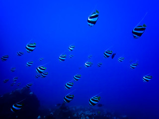 School of Tropical Striped Fish Underwater in Blue