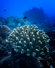 Fish Sits in Antler Coral in Underwater Vista