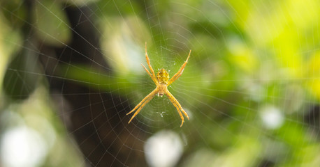 Close up of spider on net