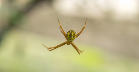 Close up of spider on net