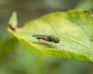 Macro scene of Microchrysa polita also known as soldier fly hanging on green leaf