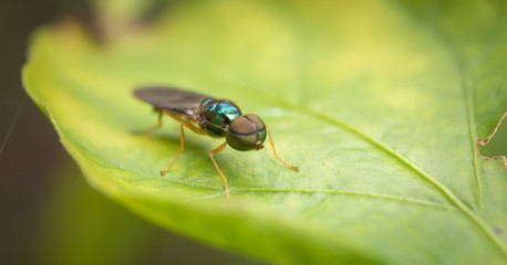 Macro scene of Microchrysa polita also known as soldier fly hanging on green leaf
