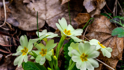 A close-up shot of the common primrose (Primula vulgaris) flowers in a forest