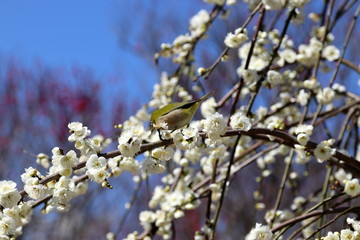 梅の花とメジロ
