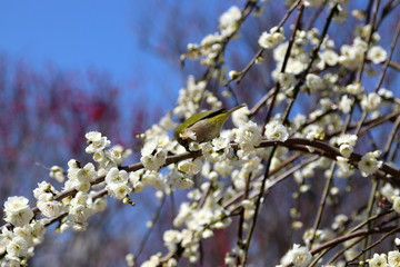 梅の花とメジロ