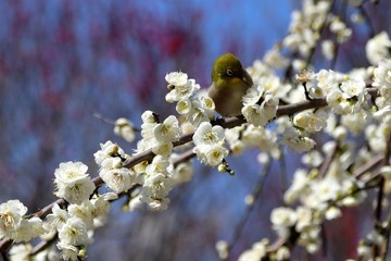 梅の花とメジロ