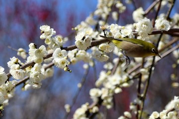梅の花とメジロ