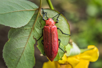 Close up of big red beetle sleeping on green leaf