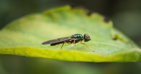Macro scene of Microchrysa polita also known as soldier fly hanging on green leaf