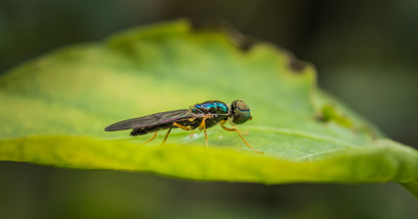 Macro scene of Microchrysa polita also known as soldier fly hanging on green leaf