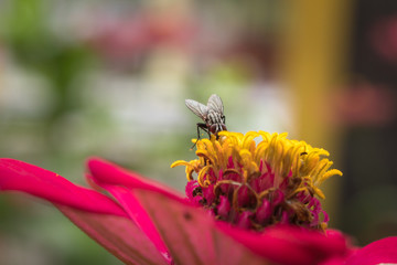 Close up of housefly insect sitting on zinnia flower head
