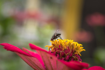 Close up of housefly insect sitting on zinnia flower head