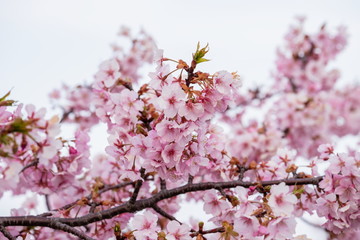 Cherry branch blossoms , Kawazu-cherry blossoms ,Shikoku,Japan