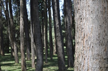 bosque, arbol, tronco, madera, vegetal