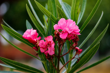 Pink and lilac flower