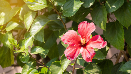 A beautiful red spa flower, the background with its blurred green leaves.