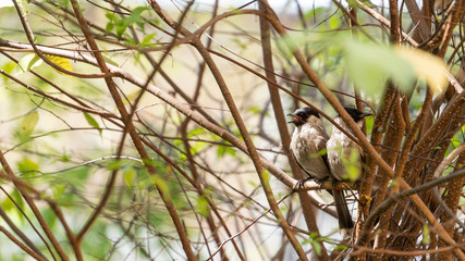 2 little birds on a tree with branches and orange light