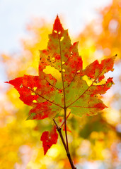 Autumn colours in an insect eaten leaf.