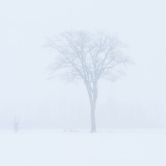Fototapeta na wymiar Tree caught in a snow storm