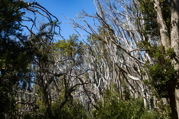 Fototapeta premium Luma apiculata or Arrayan red in the Arrayanes Forest National Park, Patagonia Argentina