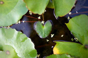 Lotus pip on the pond.