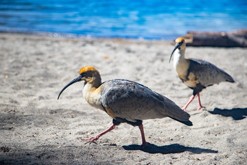 Theristicus caudatus or bandurria baya in Bahia Manzano, Patagonia Argentina