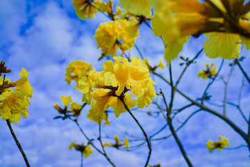 Golden Trumpet Tree and Flower
