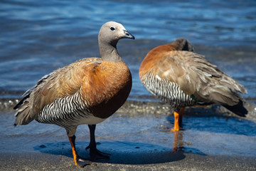 Chloephaga poliocephala or grey head cauquen in Bahia Manzano, Patagonia Argentina