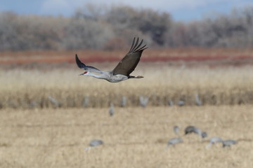 Sandhill Crane Bosque del Apache Wildlife Reserve New Mexico USA