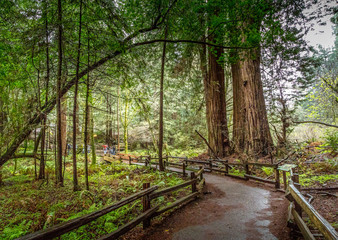 Walkway through the redwood forest