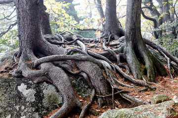 The roots of old trees in Seoraksan Mountain.