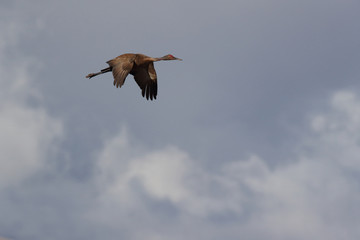 Sandhill Crane Bosque del Apache Wildlife Reserve New Mexico USA