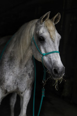 Portrait of a horse with black background