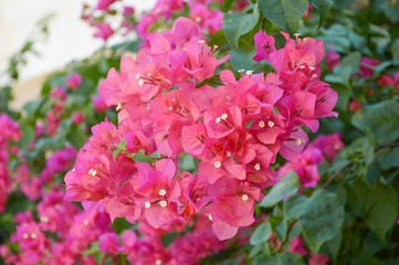 pink Bougainvillea flower in nature garden