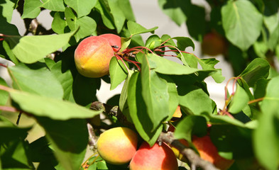 Prunus armeniaca tree or  apricot  at  Wachau Krems Austria.