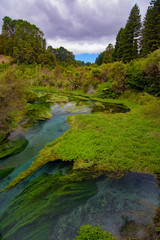 Fototapeta na wymiar Blue Spring, the river with the purest water in New Zealand, Te Waihou Walkway, Hamilton, Waikato