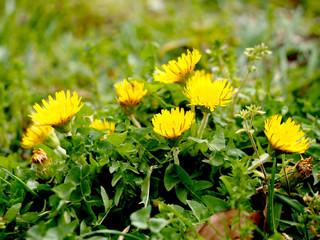 春の浜離宮恩賜庭園で咲くタンポポの花