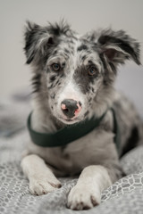 Obraz premium Dog Puppy Border Collie Merle