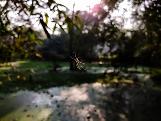 golden orb-web spider macro shot.