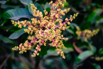 Mango flower macro shot in the summer season